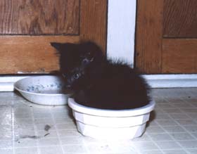 Hadrian in a bowl